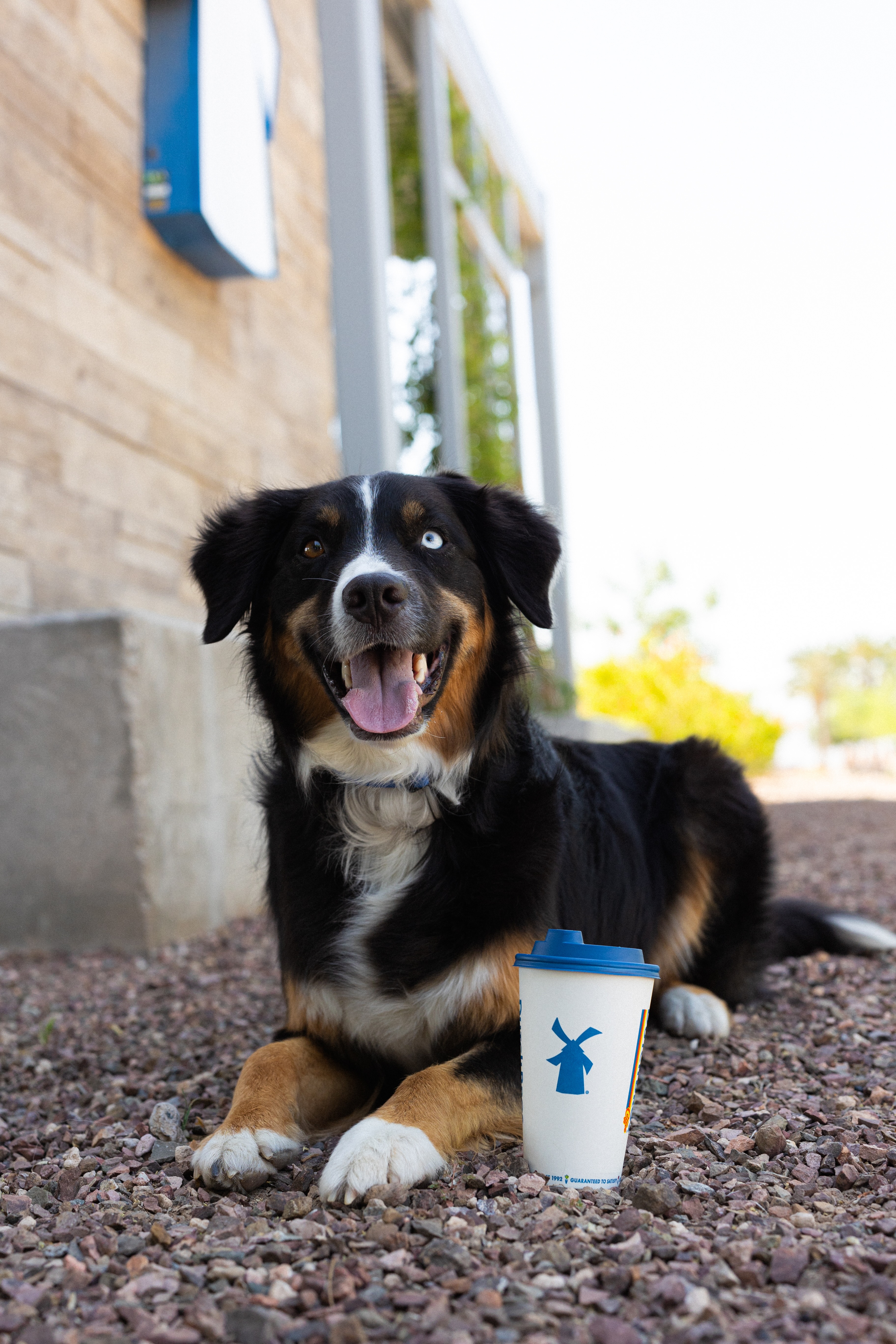 Dutch Bros Coffee