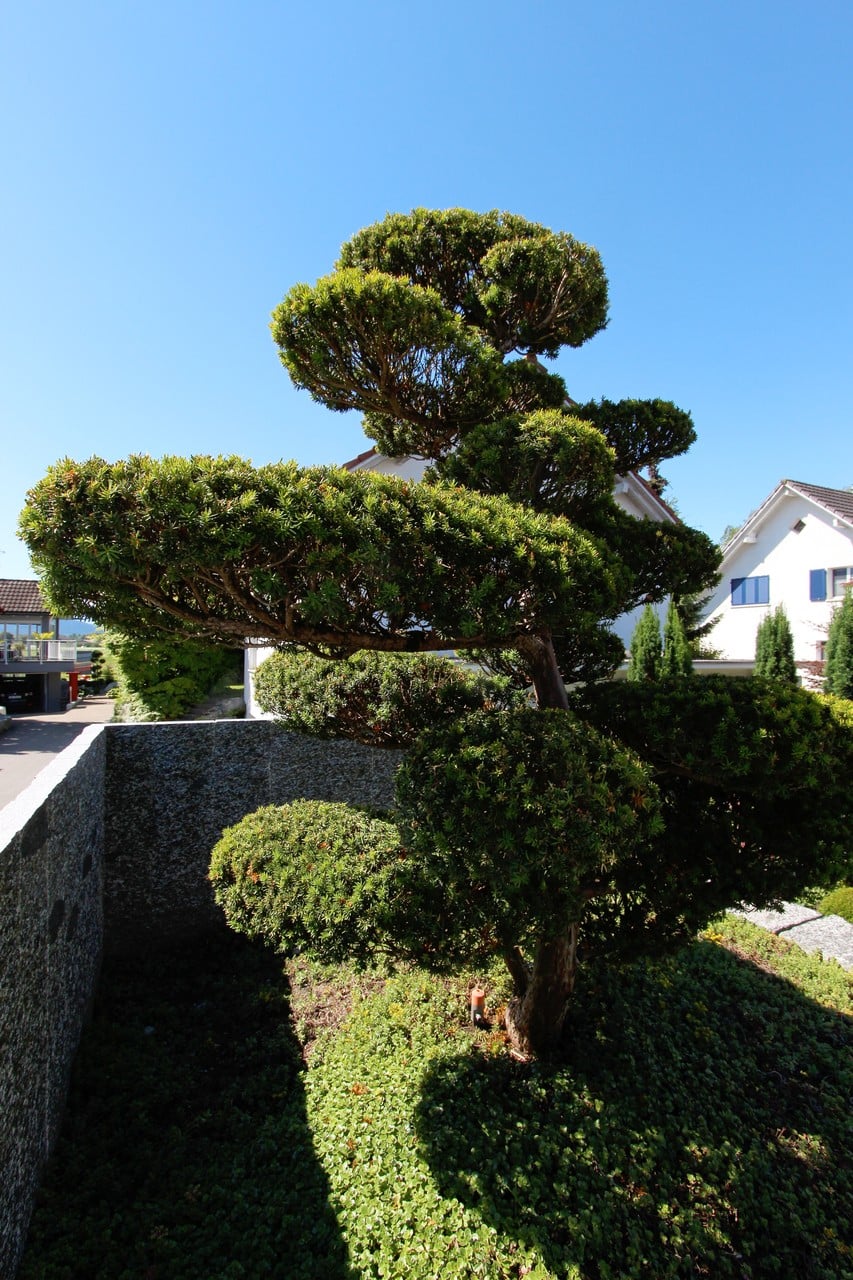 Bilder Blumen-Müller AG