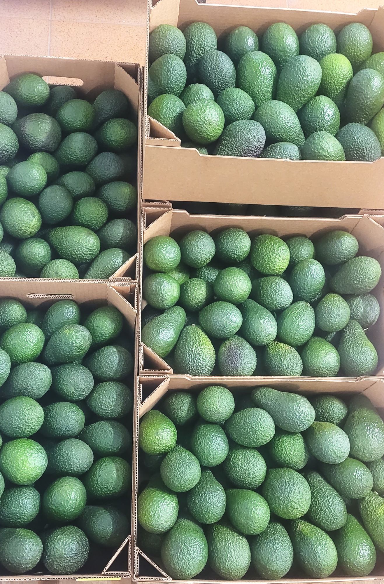 Images Canary Aguacate
