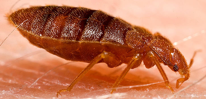 Images Bacon's Termite & Pest Control