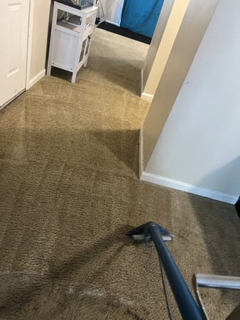 Images Best Carpet Cleaning