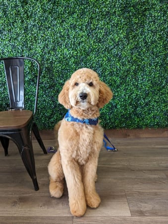 Images Pawsitively Purfect Salon