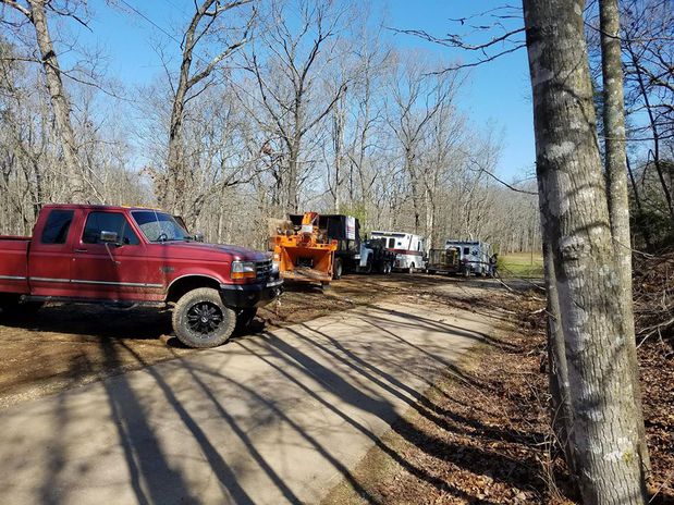 Images Bailey Tree Care