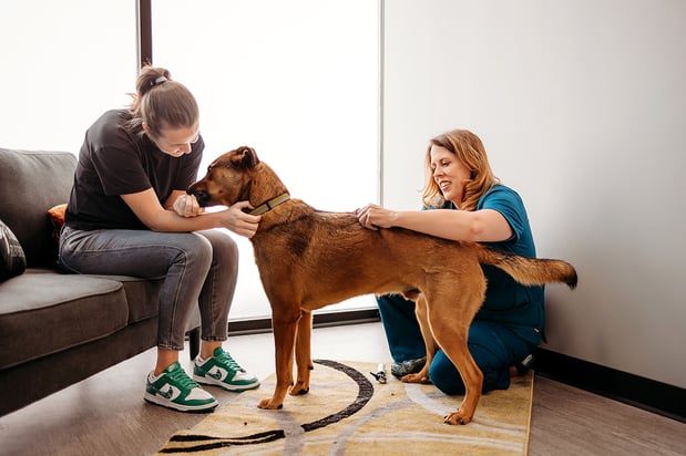 Images PetVet365 Pet Hospital Indianapolis / Eagle Creek