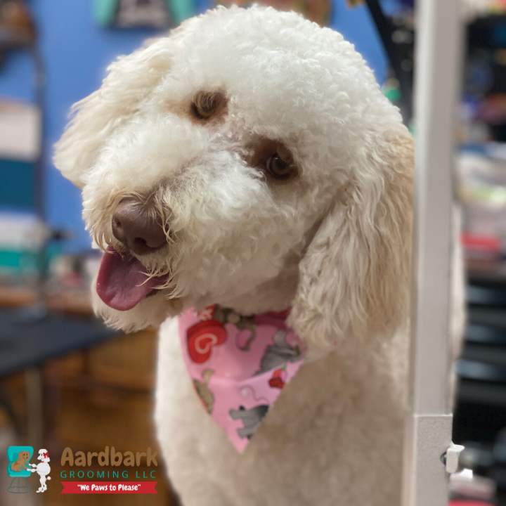 Aardbark Grooming Photo