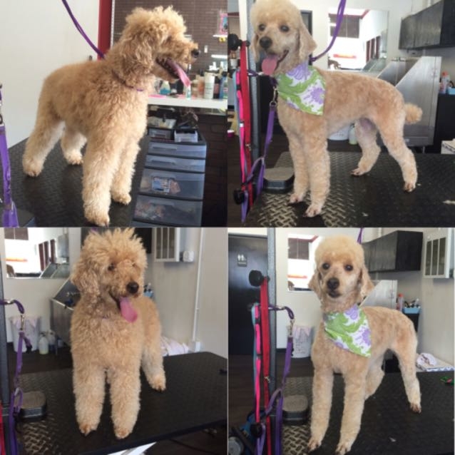 Cassidy's before and after groom just love her! 