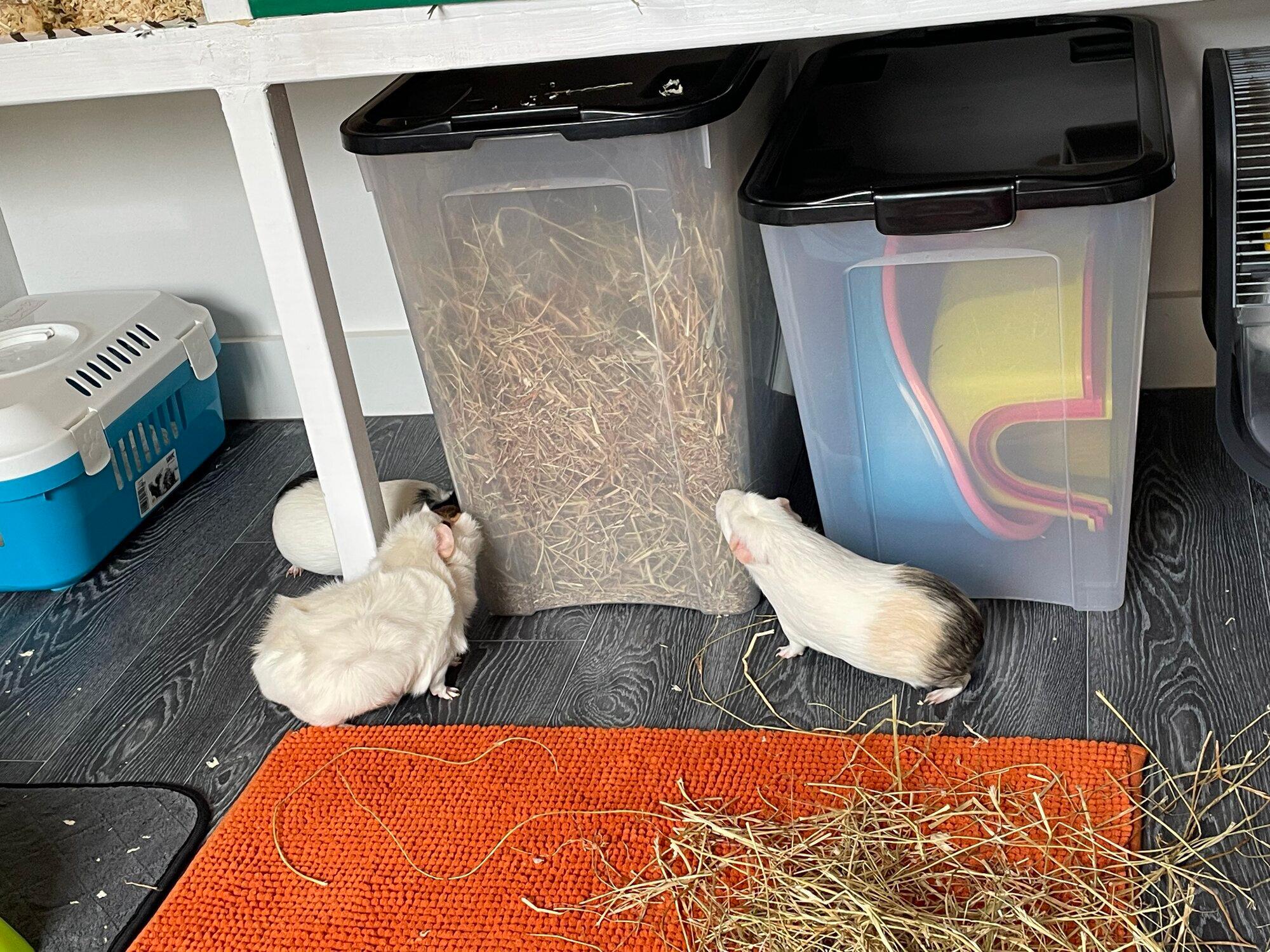 Images The Sanctuary: Small Pet Boarding