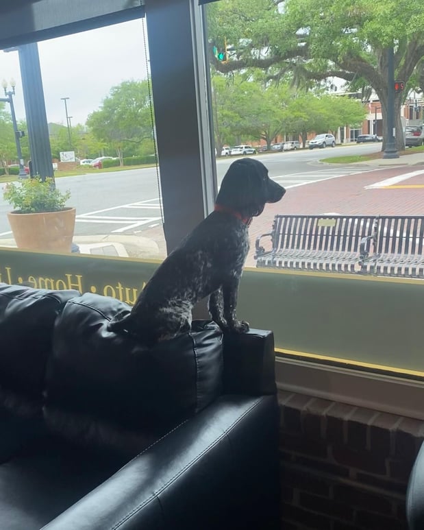 Images Stephen Gainous - State Farm Insurance Agent