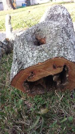 Images TNT Tree Service