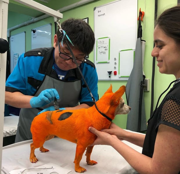 Images San Diego Grooming Academy