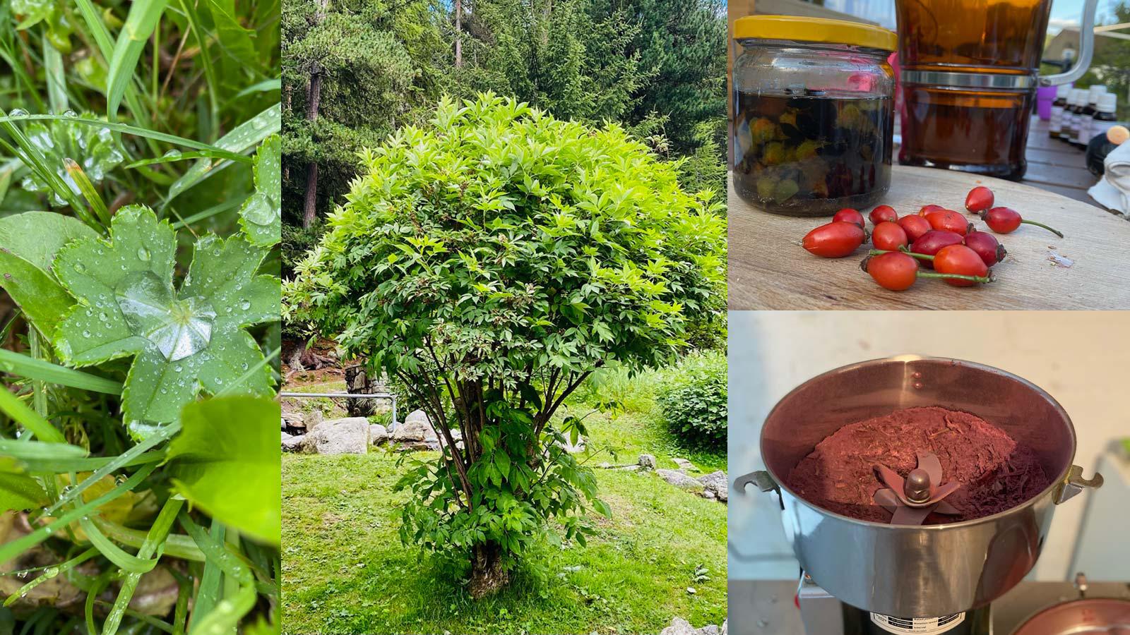 Holos, Dorfstrasse 22 in Roggwil