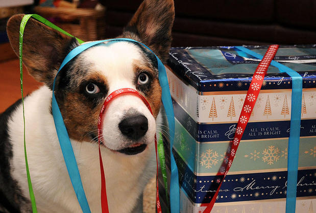 Images Paws & Fins Pet Shop