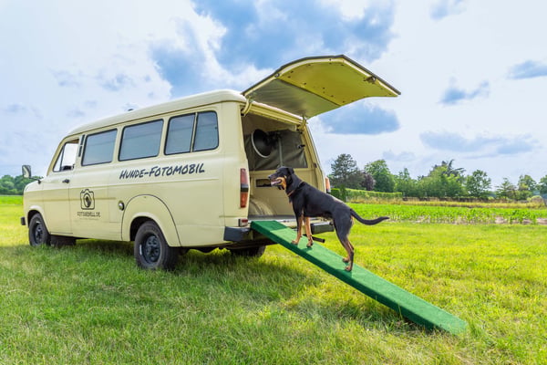 Fotogebell Hundefotografie - Carsten Pöhler Hund betritt mobiles Studio über grüne Rampe, mobile Hundefotografie Münster. Praktische Lösung für Shootings im Freien oder auf Events.