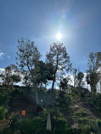 Images Dels Tree Experts