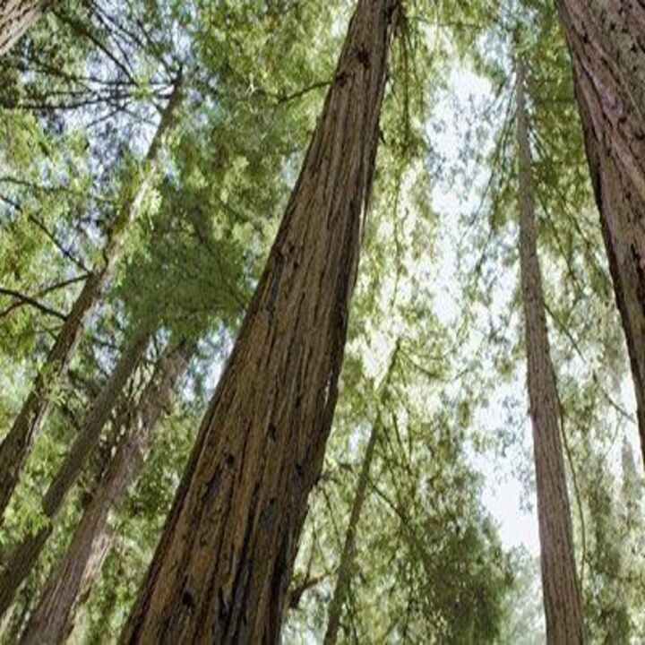 Images The Original Budget Tree Service