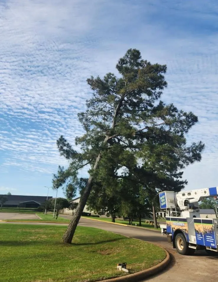 Wilson Fellers Tree Service Image