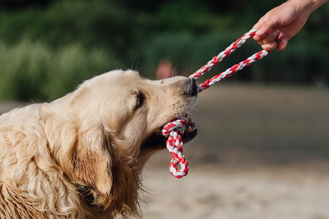 Image of Local Pet Event Tug of War Day Nearby