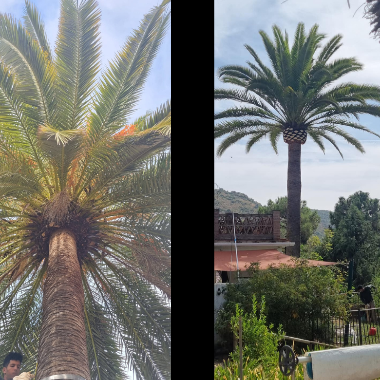 Images Pruning Palms And Garden Service Poda De Palmeras Y Jardinería En Málaga