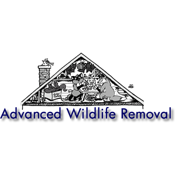 Wildlife Removal Alexandria