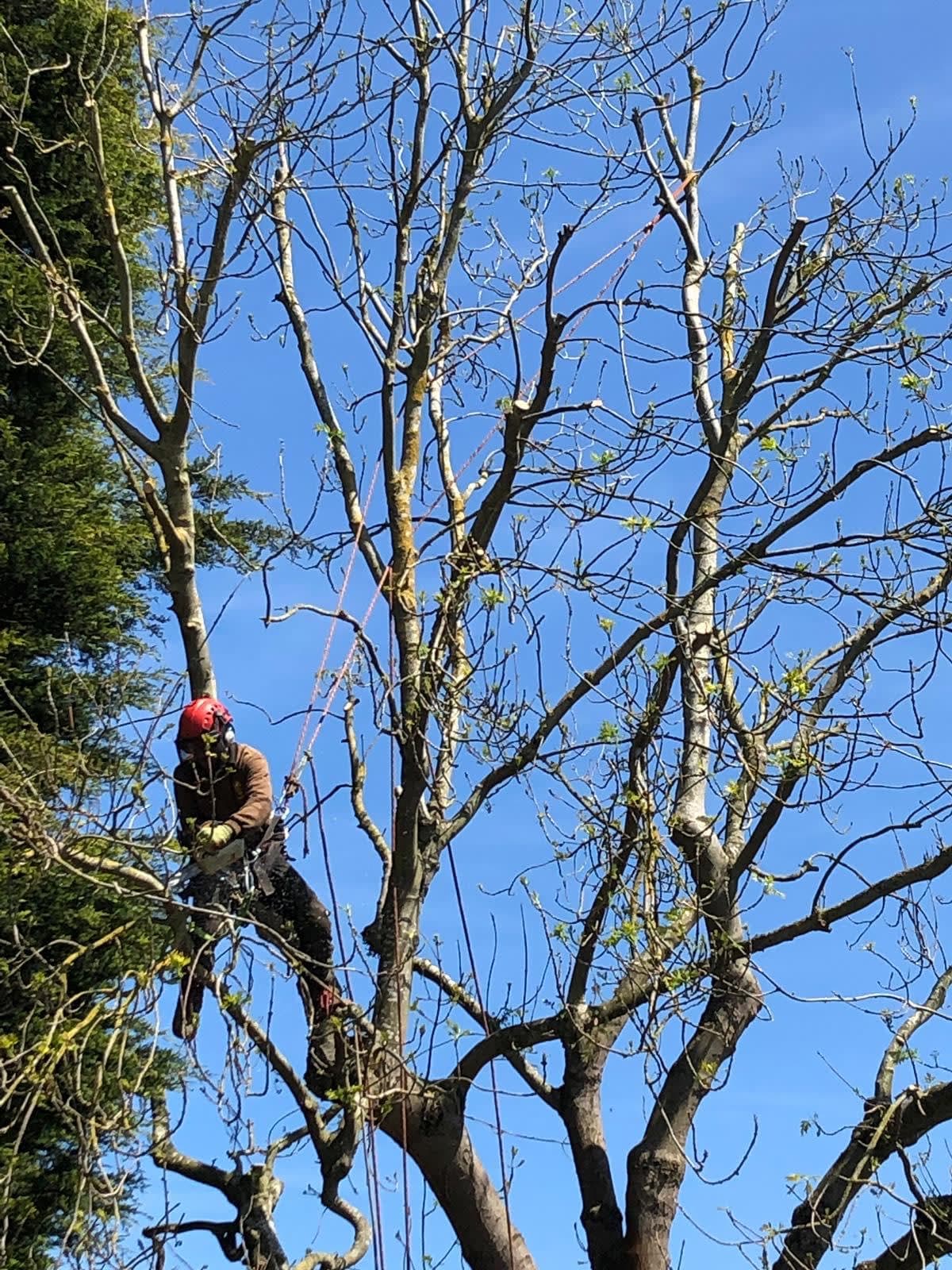 Images Ms Tree Care Ltd