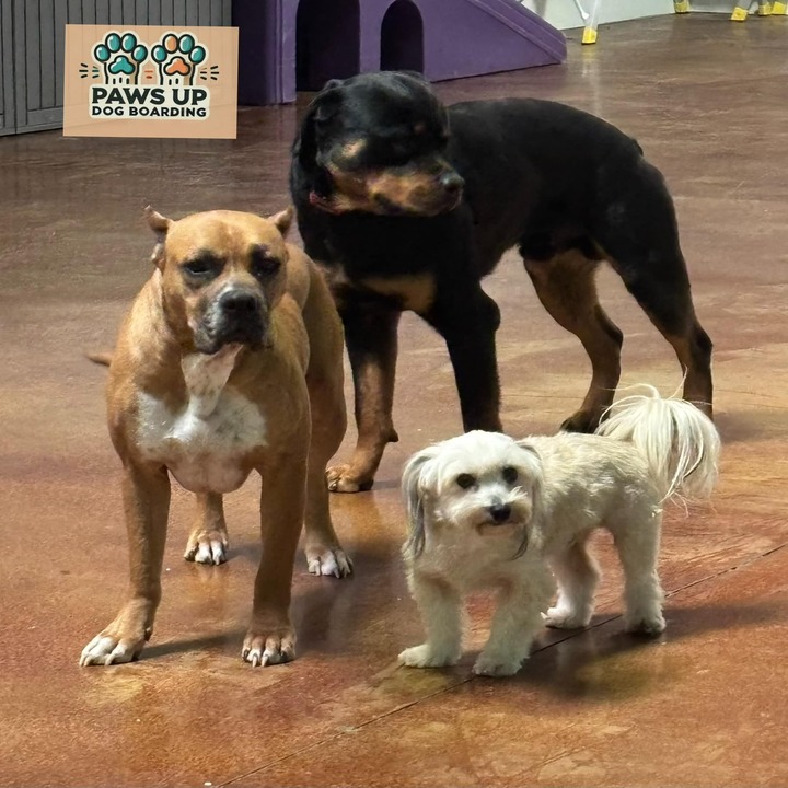 Images Paws Up Daycare & Boarding