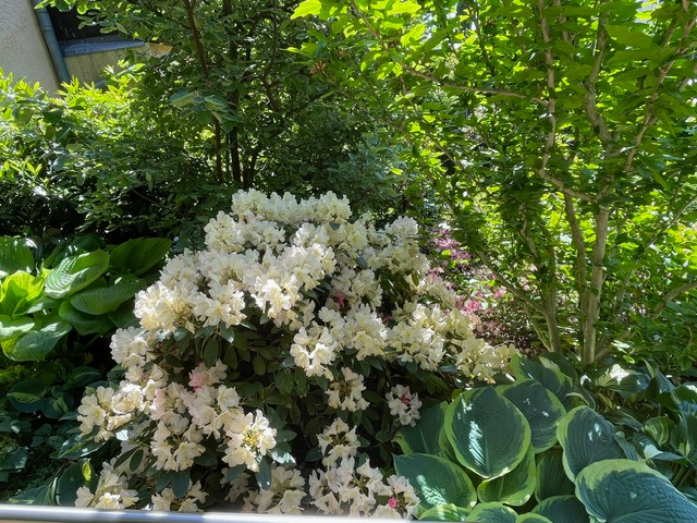 Haedi-Flor Gartengestaltung, Zur Kotzschbarhöhe 21 in Zwenkau