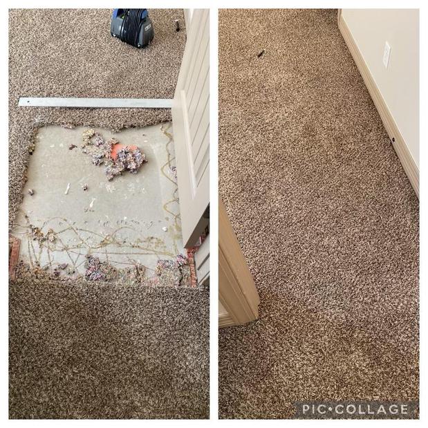 Images Green Solution organic carpet cleaning