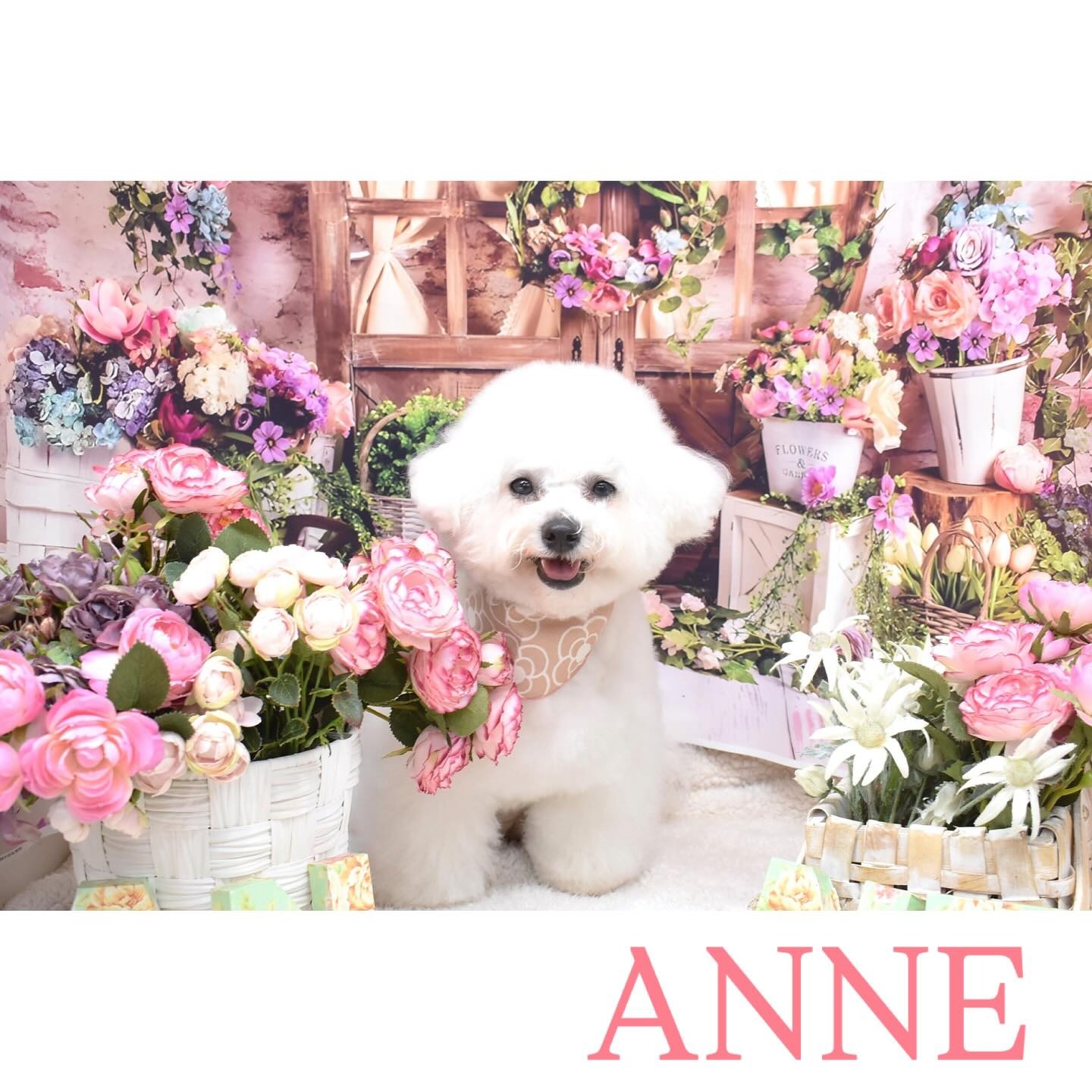 Images わんわんスタイルANNE