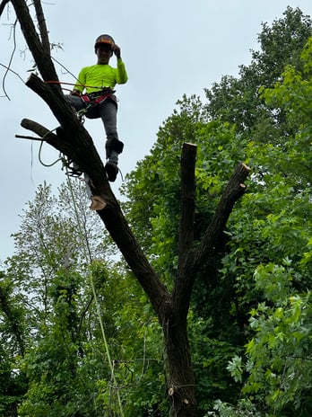 Images Northeast Tree Experts
