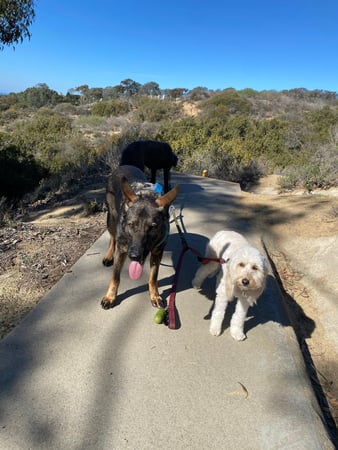 Images Del Mar Doggers dog walking, dog sitting, overnight stays