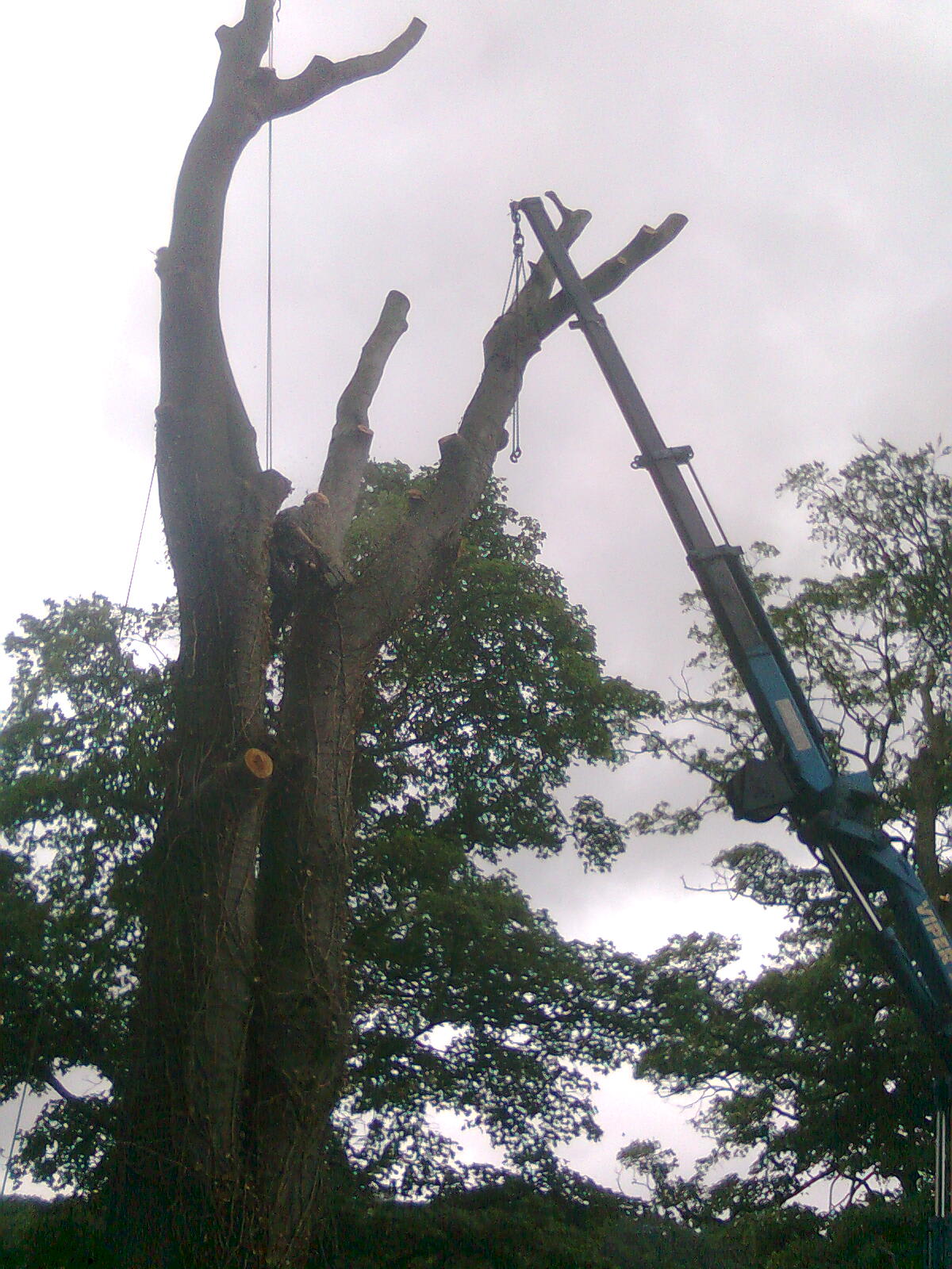 Acklam Tree Services Middlesbrough 07770 793534