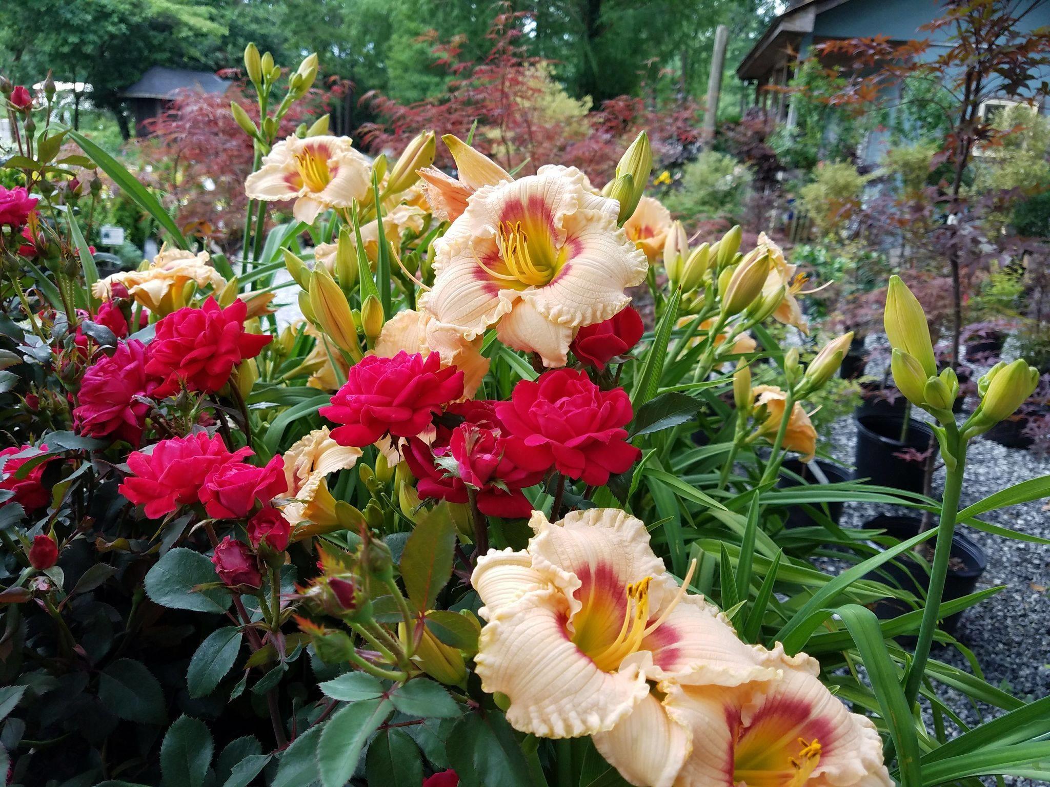 Double Red Knock Out Roses with our Radient Ruffles Daylilies. Such a beautiful combination and one of many flowering plants for sale here at Settlemyre Nursery.
