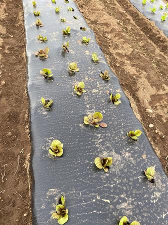 Newly planted radicchio seedlings at Fat Turnip Farms in Kingston, WA. In 60 days this radicchio will be ready for your family to enjoy!