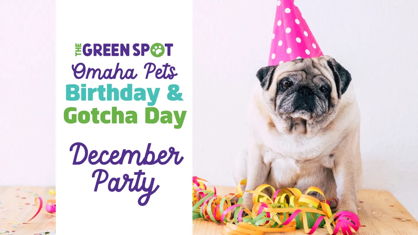 Image of Local Pet Event December Omaha Dog Birthday & Gotcha Day Party Nearby