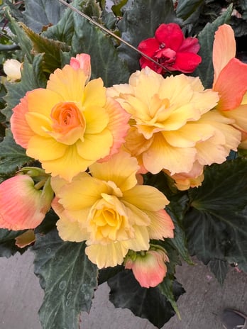 Images Grant Line Garden Center & Nursery