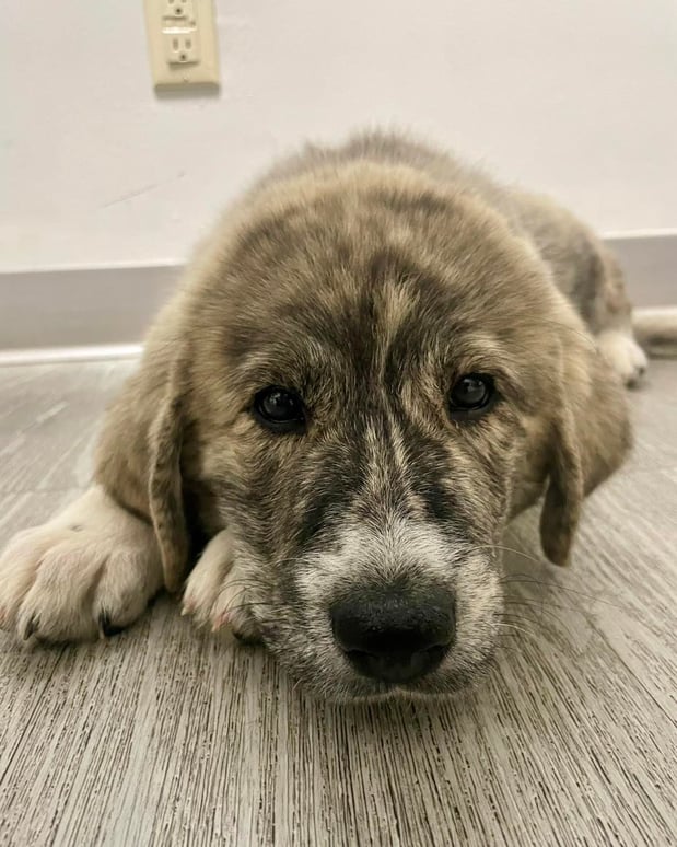 Images Animal Care Clinic of Rural Hall