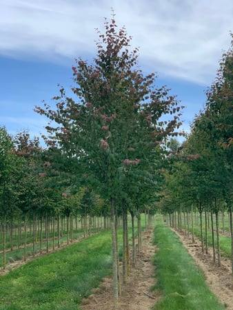Images deWilde Wholesale Nurseries, Inc.