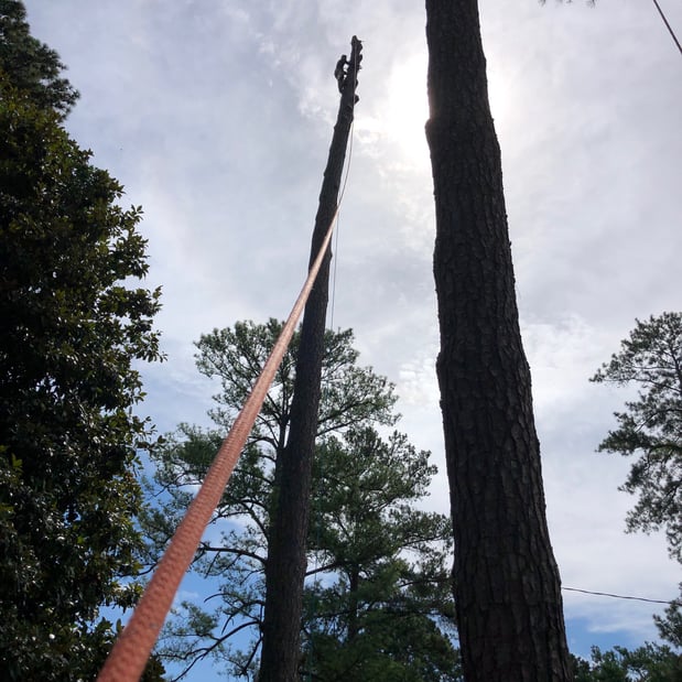 Images Broken Branch Tree Service LLC