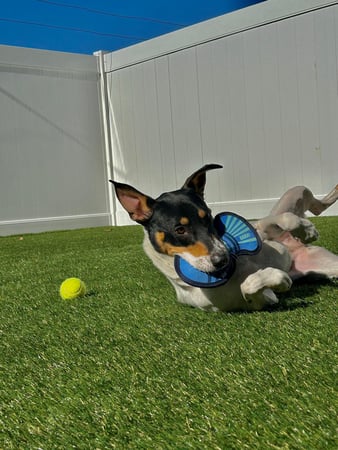 Images Our Dog House in Argyle LLC