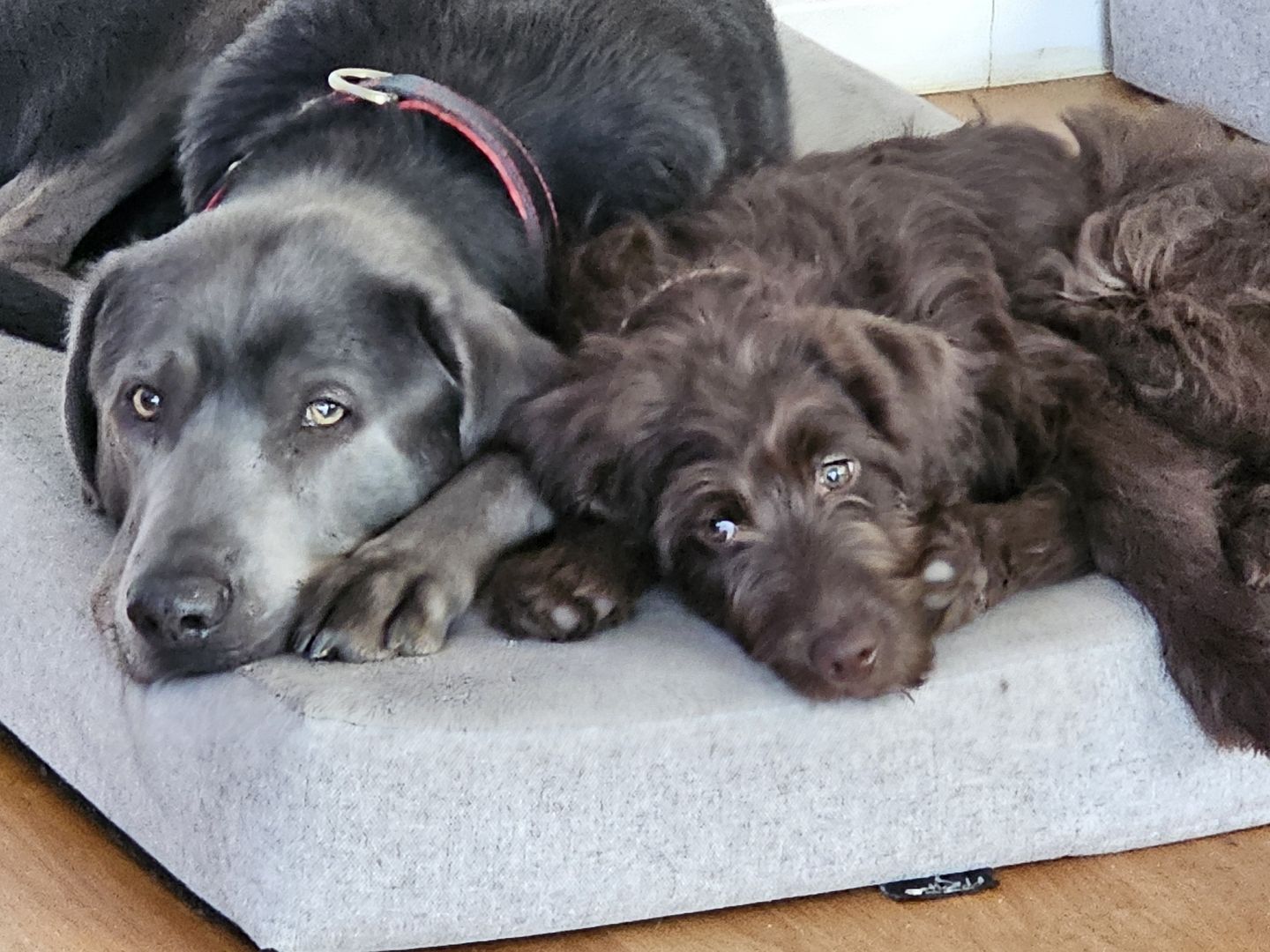 Hundeschule Daniel Paira, Wörbesgarten 2c in Eppstein