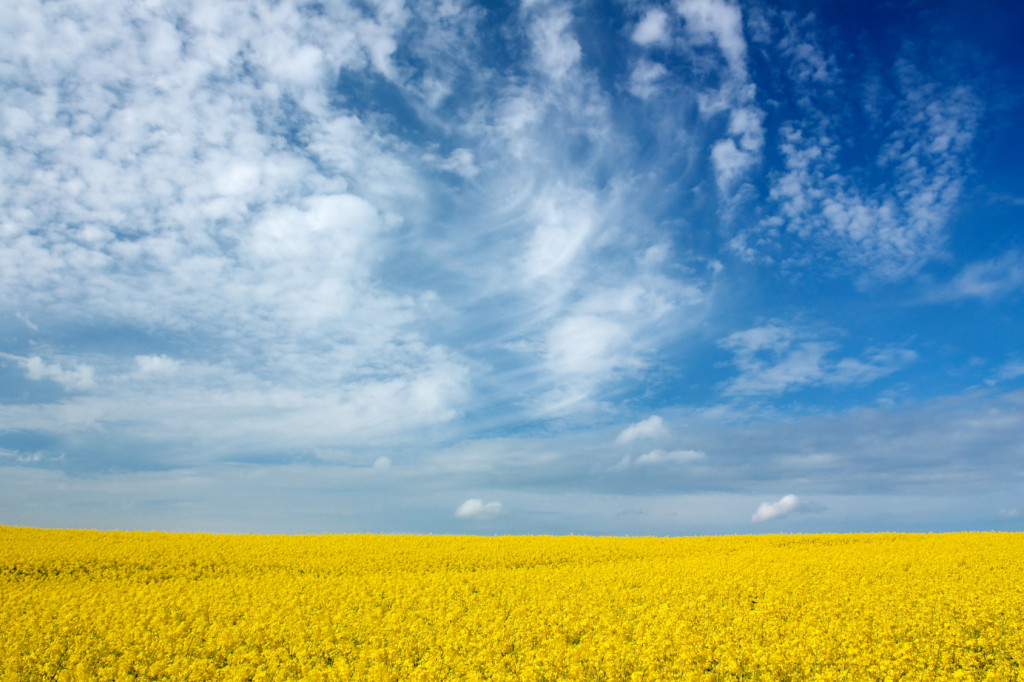 Rainer Jaeschke Patentanwalt, Grüner Weg 77 in Norderstedt