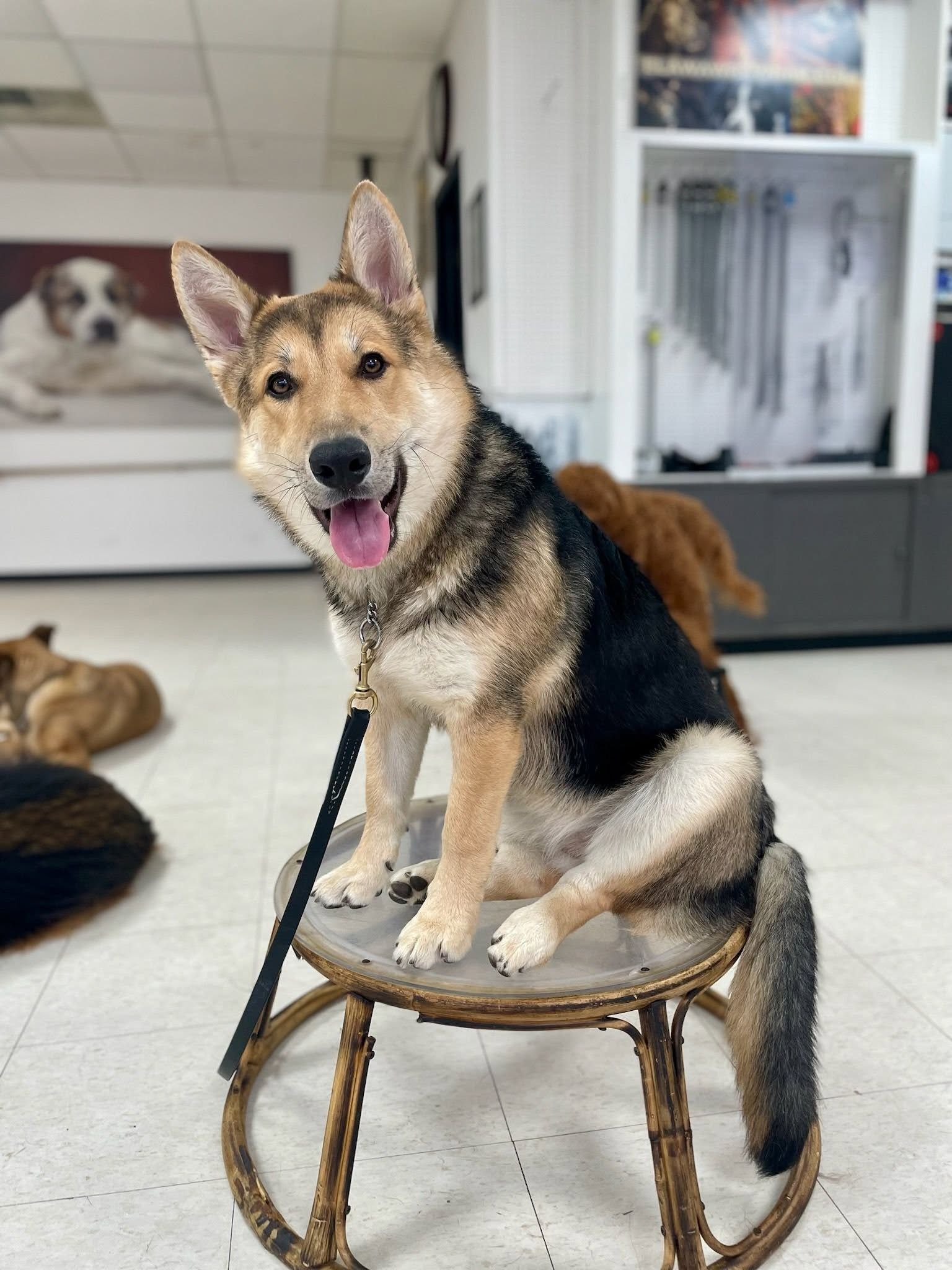 Happy dog sits on a round training stool indoors, leashed and attentive, practicing place command in a professional dog training facility, with other dogs calmly resting in background nearby today.