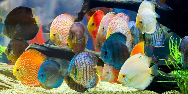 Images OCD Reefs