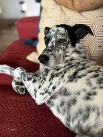 Images Leash and Love LLC