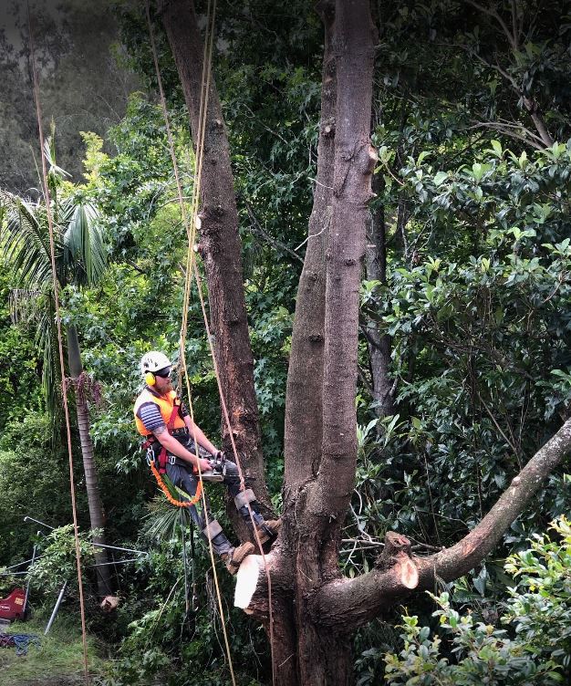 Images Horizon Total Tree Service