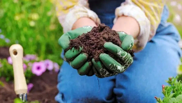 A person with a handful of compost