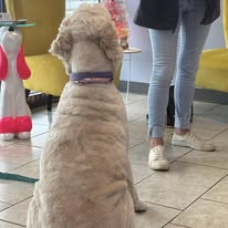 Lux Fur Pet Salon Image