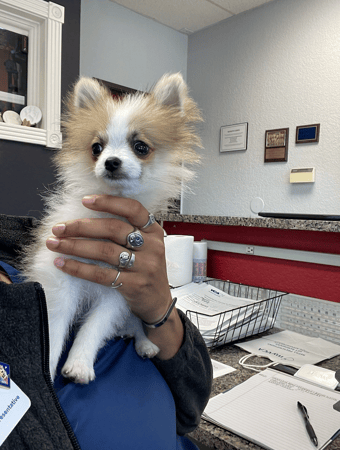 Images VCA Preston Park Animal Hospital