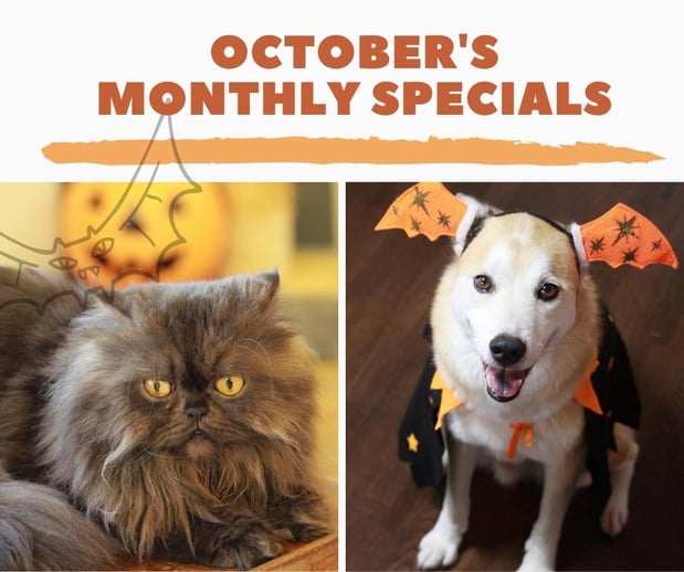 Images Mainstreet Veterinarians of Stone Mountain