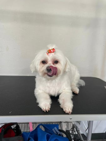 Images Waggin N Swaggin Pet Grooming